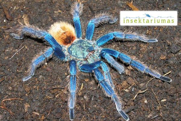 Lithuanian Insektariumas – creepy, fun, educational !
